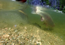  Foto de Pesca con Mosca de Trucha arcoiris por Brett Macalady – Fly dreamers 