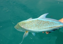  Fotografía de Pesca con Mosca de Bluefin Trevally por Greg Rieben – Fly dreamers 