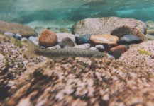 Colton Jacobs 's Fly-fishing Picture of a Rainbow trout – Fly dreamers 