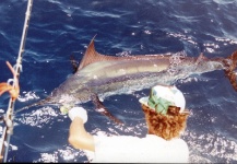 Fly-fishing Photo of Blue Marlin shared by Scott Marr – Fly dreamers 