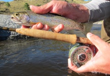 Fly-fishing Picture of Rainbow trout shared by Hernán Güemes – Fly dreamers