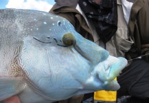 Greg Rieben 's Fly-fishing Pic of a Napoleon Wrasse or Humphead – Fly dreamers 
