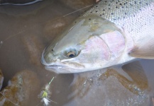 Terence Reynolds 's Fly-fishing Pic of a Steelhead – Fly dreamers 