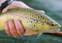  Imagen de Pesca con Mosca de Trucha marrón compartida por Beniamino Costantini – Fly dreamers