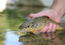 Beniamino Costantini 's Fly-fishing Catch of a Brown trout – Fly dreamers 