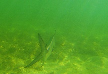 Joe Cattle 's Fly-fishing Photo of a Permit – Fly dreamers 