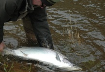  Foto de Pesca con Mosca de Slink compartida por Glyn Freeman – Fly dreamers