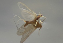  Una Excelente foto de Entomología y Pesca con Mosca por Glyn Freeman