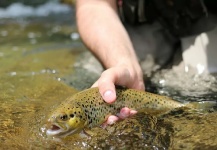 Beniamino Costantini 's Fly-fishing Image of a Brown trout – Fly dreamers 