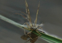 Fly-fishing Photo of Brownie shared by Glyn Freeman – Fly dreamers 