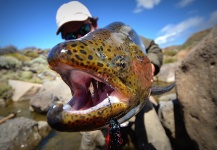  Genial Situación de Pesca con Mosca de Trucha arcoiris– Foto por Estancia Laguna Verde en Fly dreamers