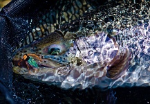  Interesante Fotografía de Situación de Pesca con Mosca por Estancia Laguna Verde – Fly dreamers