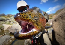 Sweet Fly-fishing Situation of Rainbow trout - Photo shared by Estancia Laguna Verde – Fly dreamers 