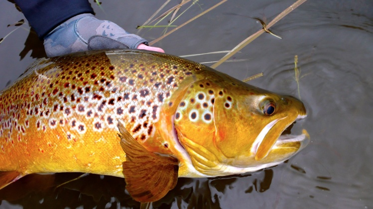 Fine Otago brown trout colours