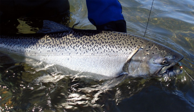 www.lavaguada.cl: En la foto un King Salmon Silver de las aguas del sur de Chile. La imagen es del equipo de pescadores de lavaguada.cl. 