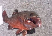  Imagen de Pesca con Mosca de Mangrove Jack - Red Snapper compartida por Richard Carter – Fly dreamers