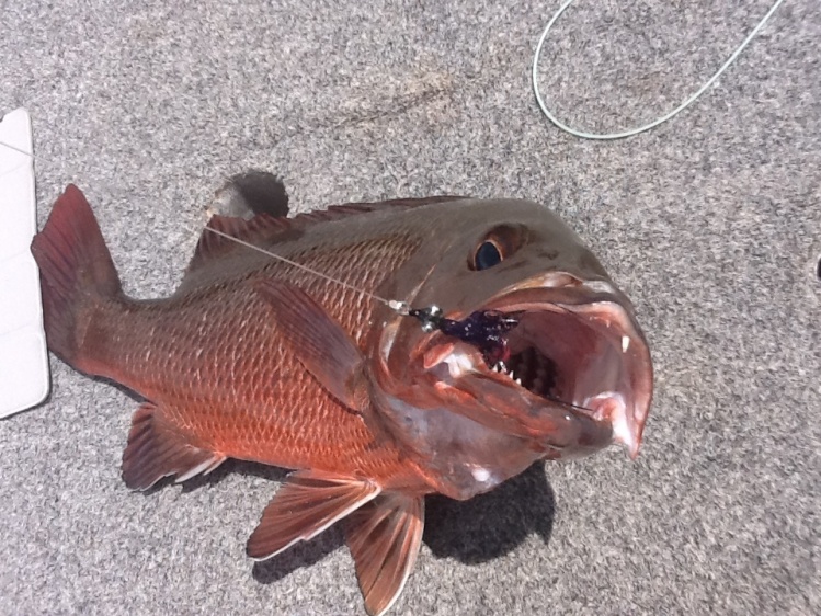 called a mangrove jack within Australia - Red Snapper elsewhere. Lutjanus argentimaculatus