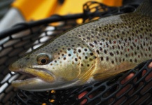 Fly-fishing Photo of Brown trout shared by John K. Lundy – Fly dreamers 