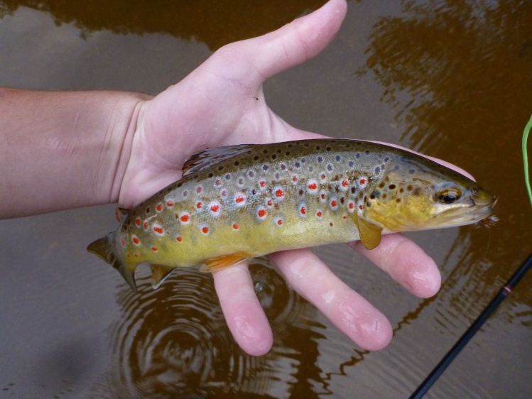 It´s Tenkara Time!