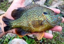 Fly-fishing Photo of Sunfish shared by Nate Adams – Fly dreamers 