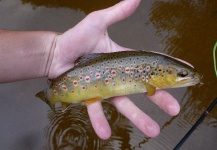 Fly-fishing Pic of Brown trout shared by Lukas Bauer – Fly dreamers 