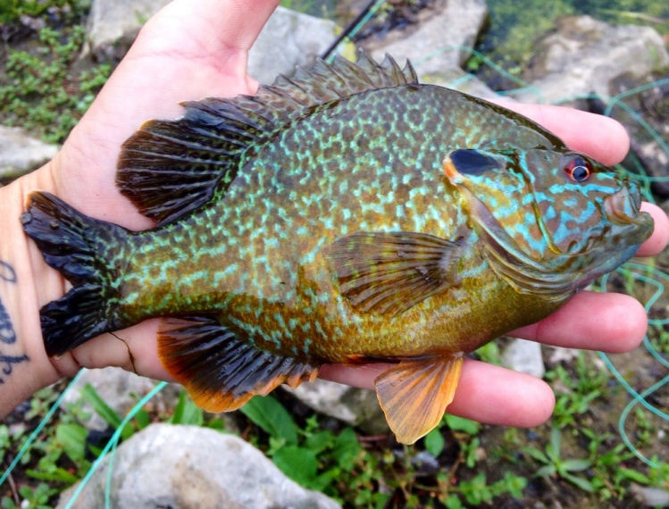 Bluegill Green Sunfish Hybrid, great coloring