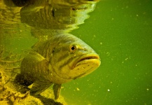 Henkie Altena 's Fly-fishing Pic of a Smallmouth Bass – Fly dreamers 