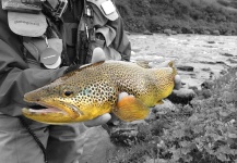  Foto de Pesca con Mosca de Trucha marrón compartida por Massimo Feliziani – Fly dreamers