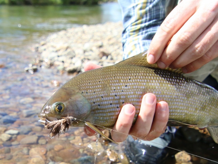 Grayling on the mouse!