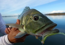 Breno Ballesteros 's Fly-fishing Image of a Peacock Bass – Fly dreamers 