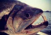 The PANCH FISH O TIGER FISH/ AFRICA / Panchfish del  Rio Orinoco 