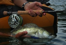 Edu Cesari 's Fly-fishing Pic of a Walleye – Fly dreamers 