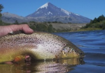 Jorge Daniel Schembari 's Fly-fishing Picture of a Brown trout – Fly dreamers 