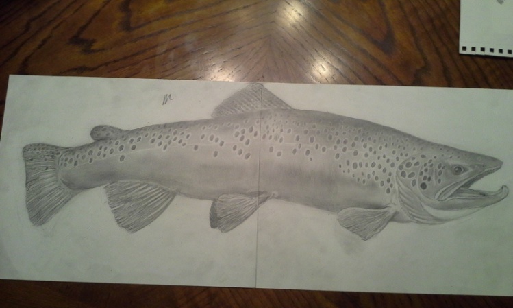 brown trout outline