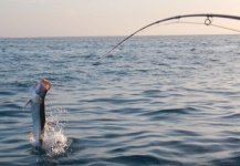 Fly-fishing Situation of Tarpon - Image shared by Guillermo Hermoso – Fly dreamers