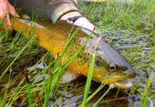 Fly-fishing Image of Brown trout shared by Brett Macalady – Fly dreamers