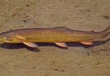 Fly-fishing Photo of Fine Spotted Cutthroat shared by Rudy Babikian – Fly dreamers 