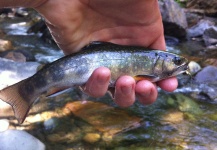 Jonathon Scholten 's Fly-fishing Photo of a Brook trout – Fly dreamers 