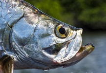 Rafael Costa 's Fly-fishing Image of a Tarpon – Fly dreamers 