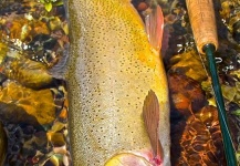 Rudy Babikian 's Fly-fishing Pic of a Fine Spotted Cutthroat – Fly dreamers 