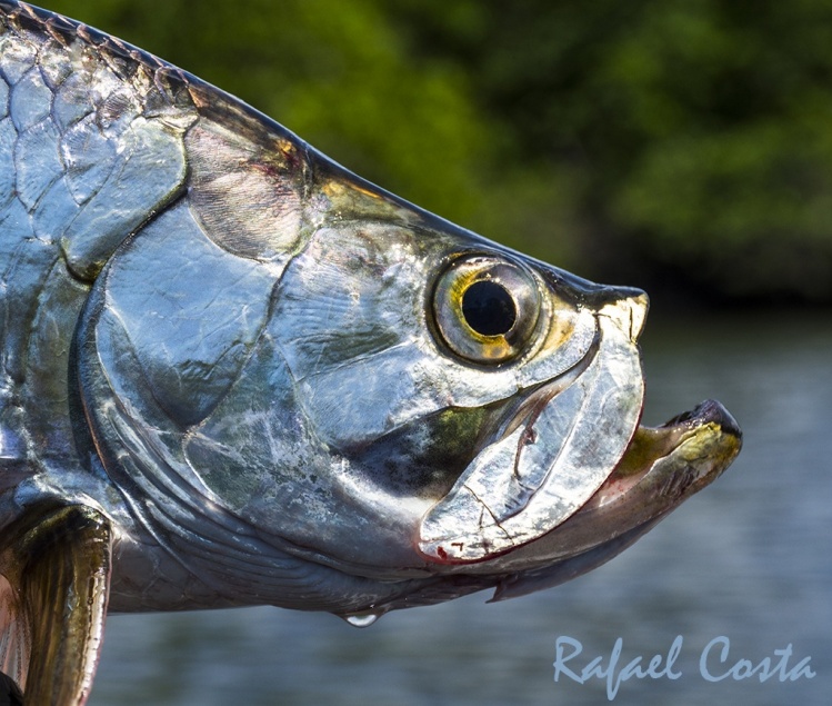 baby tarpon
Megalops atlanticus