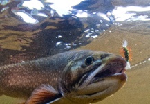 Mark Damien Sr 's Fly-fishing Image of a Brook trout – Fly dreamers 