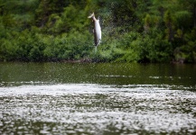 Mark Damien Sr 's Fly-fishing Pic of a Atlantic salmon – Fly dreamers 