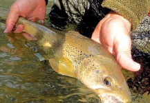 Mehdi EL BETTAH 's Fly-fishing Pic of a Brown trout – Fly dreamers 