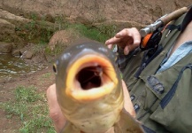 Fly-fishing Picture of Carp shared by Juan Cruz Romero – Fly dreamers