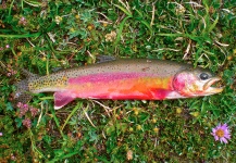 Brecon Powell 's Fly-fishing Catch of a California golden trout – Fly dreamers 