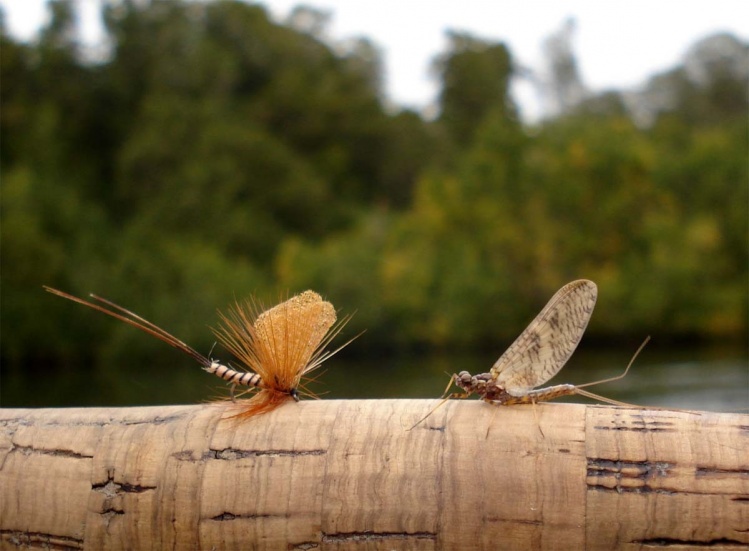 www.lavaguada.cl: Igualando una Mayflies de las aguas del sur de Chile. La foto es del equipo de pescadores de lavaguada.cl .