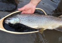 La Vaguada  Fly Fishing 's Fly-fishing Picture of a Sea-Trout – Fly dreamers 