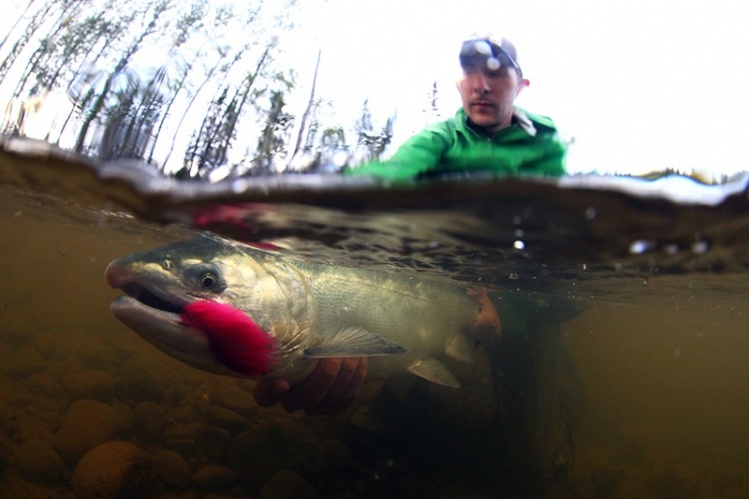 Sam Weis of Alaskan's First landing his first coho on the Chuit River in Cook Inlet.  This river is threatened by a potential coal mine that will uplift 11 miles of its headwaters.  Check it out here...www.chuitna.org