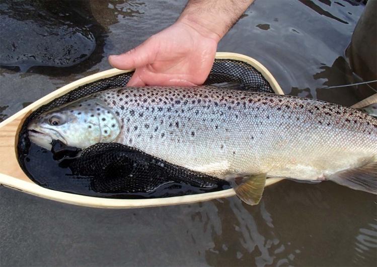 www.lavaguada.cl: Un trucha migratoria de las aguas de Coyhaique en la Patagonia de Chile con la operación "Rios Patagonicos". La foto es del equipo de pescadores de lavaguada.cl .